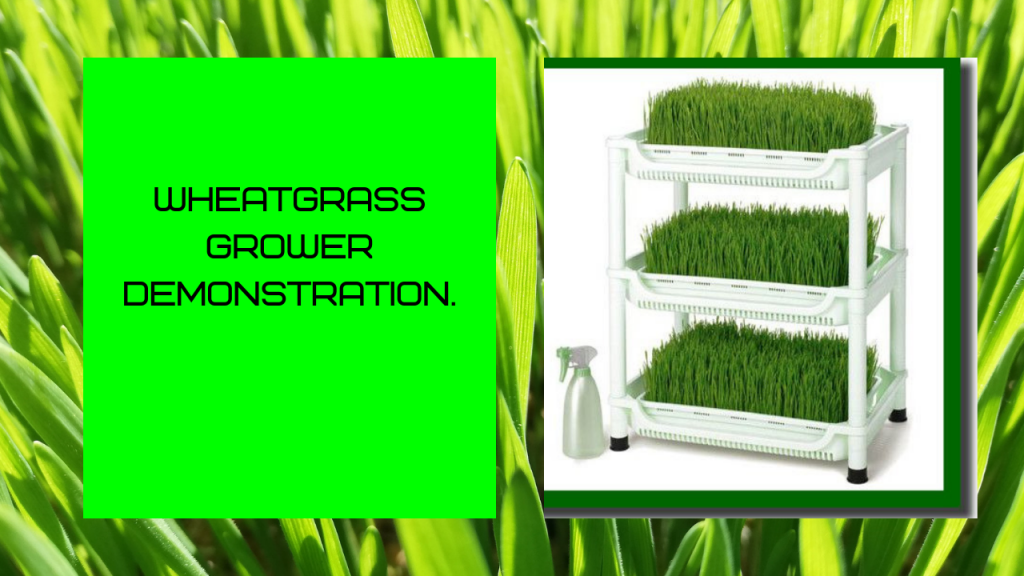 wheatgrass gower,wheatgrass sprouter,wheatgrass growing sprouter,wheatgrass growing,how to grow wheatgrass,