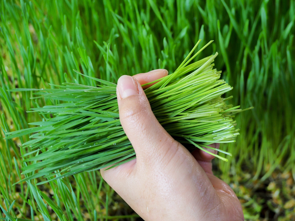wheatgrass harvesting,harvesting wheatgrass,how to harvest your wheatgrass,when to harvest your Wheatgrass,wheatgrass cropping,