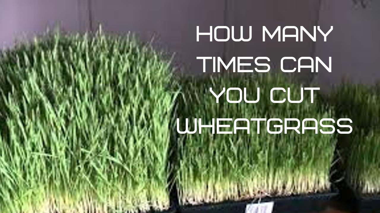How many times can I cut my Wheatgrass?.How many times can I harvest my
