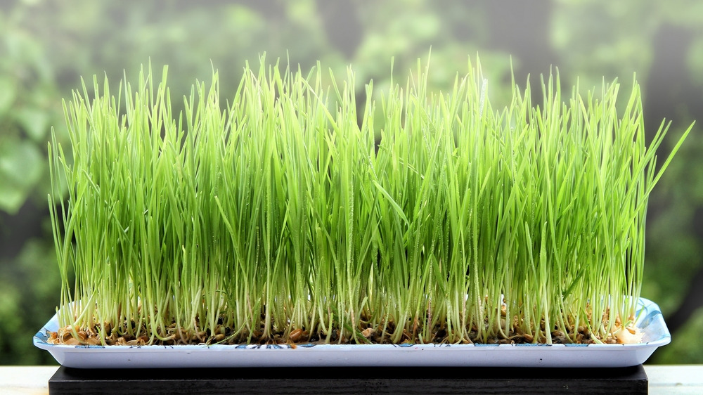 wheatgrass,wheatgrass growing,wheatgrass mold,wheatgrass mold prevention,wheatgrass growing tips,